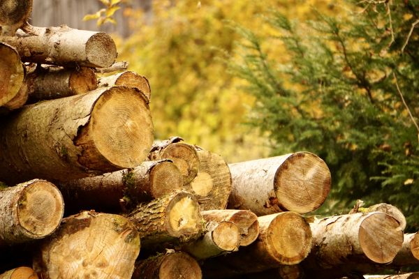 Cost of Wood Pile Removal in Napa
