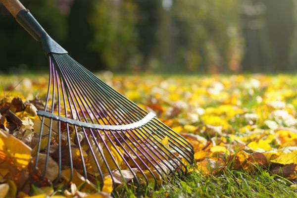 Leaf Raking Service in Napa