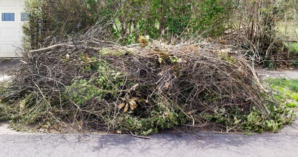 Cost of Tree Limb Cleanup in Napa