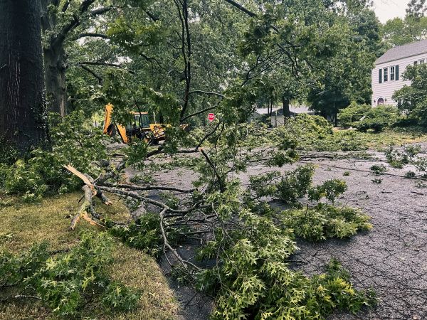 Cost of Tree Branch Disposal in Napa
