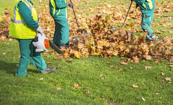 Leaf Maintenance in Napa