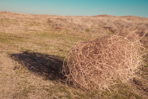 Tumbleweed Removal in Napa