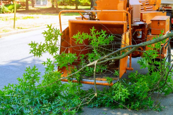 Cost of Tree Branches Removal in Napa