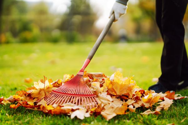 Ditch Leaf Removal in Napa