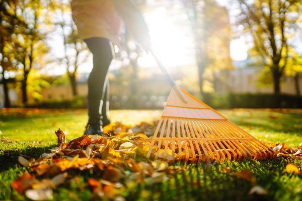 Leaves Raking in Napa
