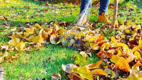 Autumn Leaf Removal in Napa
