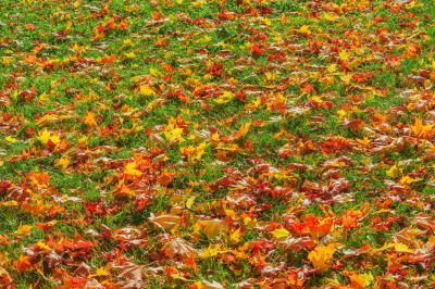 Autumn Leaves Covering the Lawn